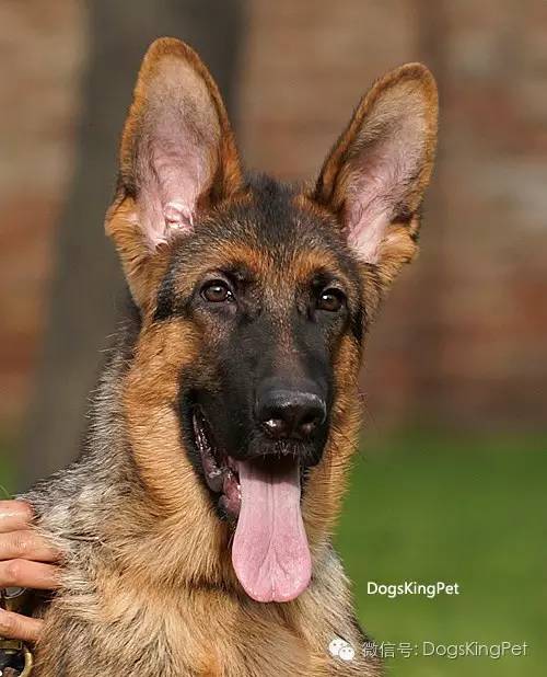 干将犬舍：魔力兹后代and皮诺后代