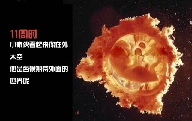 造人计划之前需要做的事,造人计划必须做的事