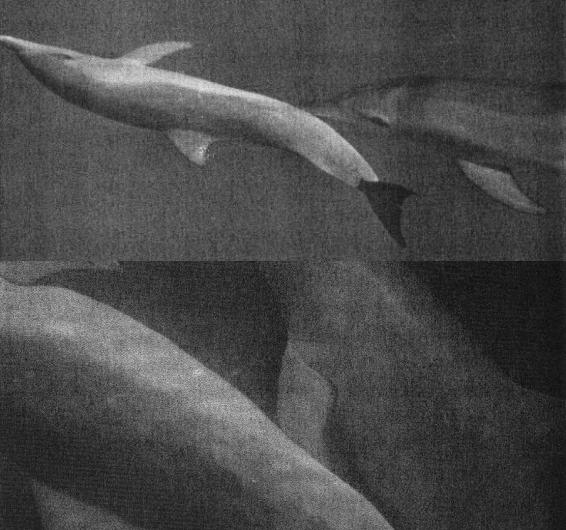 当一只企鹅感到寂寞时,它会X大地