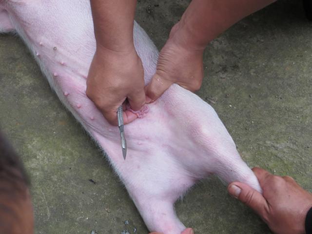 怎么才能不让睾丸坏死,阉仔猪要打针吗