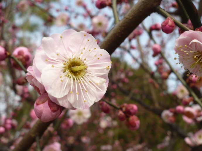 日本有樱花中国有什么花,日本有樱花还有什么花
