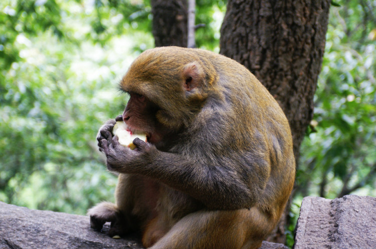 南北大战南方的桃子,南北大战北方的桃子