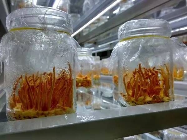 带上小蚁运动相机游潍坊（三）寿光菜博会