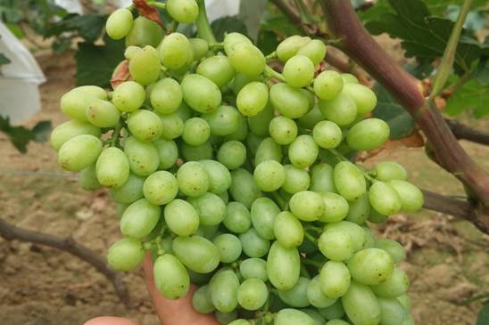 一篇文章搞懂勃艮第葡萄酒分级,葡萄日灼的原因及治疗方法