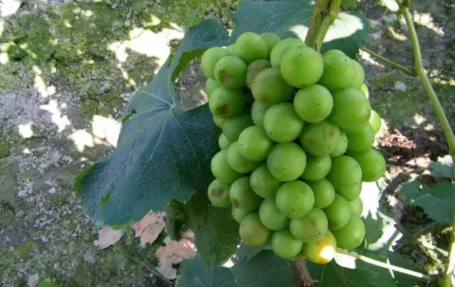 一篇文章搞懂勃艮第葡萄酒分级,葡萄日灼的原因及治疗方法