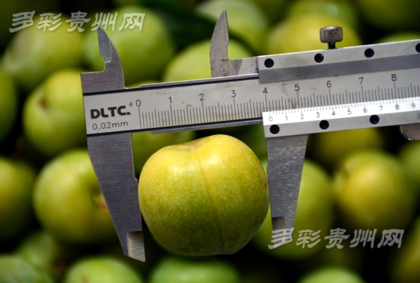 清镇酥李,清镇酥李位置