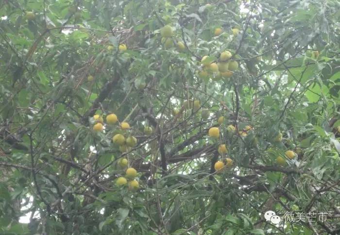 笔尖‖也是关于吃的那些事