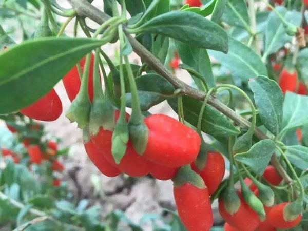 宁夏农科院枸杞研究所的枸杞品牌,最好的宁夏枸杞品牌排行榜前十名