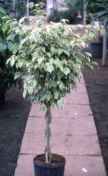 家庭的所有榕树盆栽,家庭养的榕树有什么品种