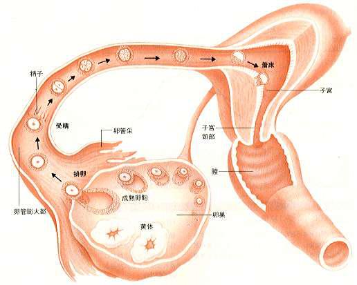 排卵期导致不孕怎么办,排卵期正常但是还不孕
