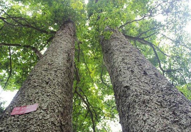 金丝楠木是高档家具材料吗,金丝楠木哪个朝代开始流行的