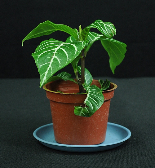 什么花属于吸毒植物,分享五款吸毒植物选盆搬回家吧