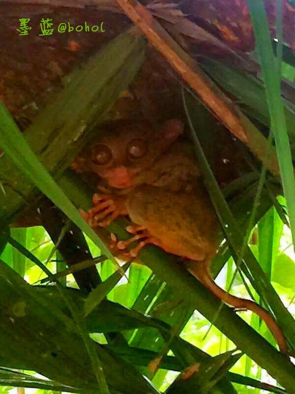 宿务薄荷锡岛,宿务薄荷瀑布