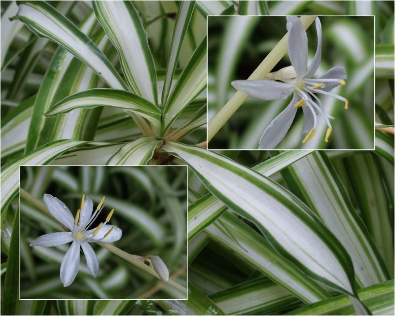 什么花属于吸毒植物,分享五款吸毒植物选盆搬回家吧