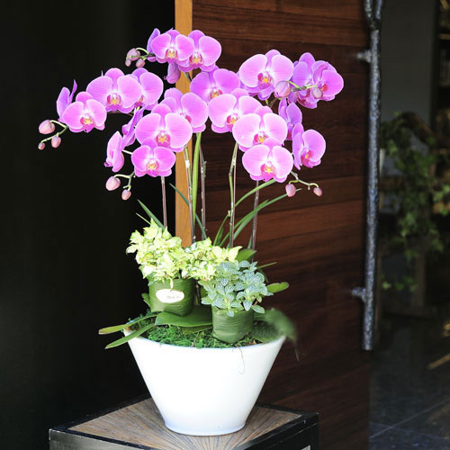 什么花属于吸毒植物,分享五款吸毒植物选盆搬回家吧