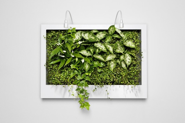 什么花属于吸毒植物,分享五款吸毒植物选盆搬回家吧