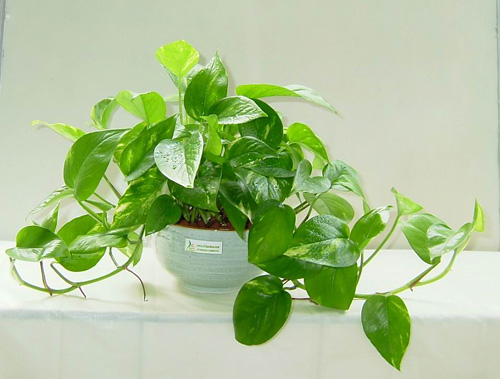 什么花属于吸毒植物,分享五款吸毒植物选盆搬回家吧