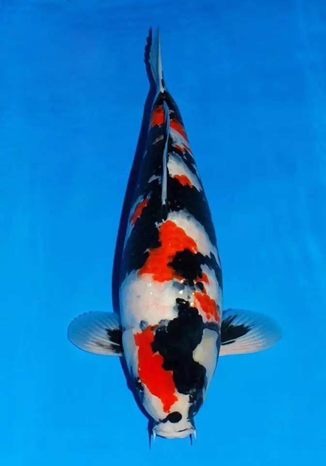 锦鲤养殖的方法与技巧,最简单的锦鲤饲养方法