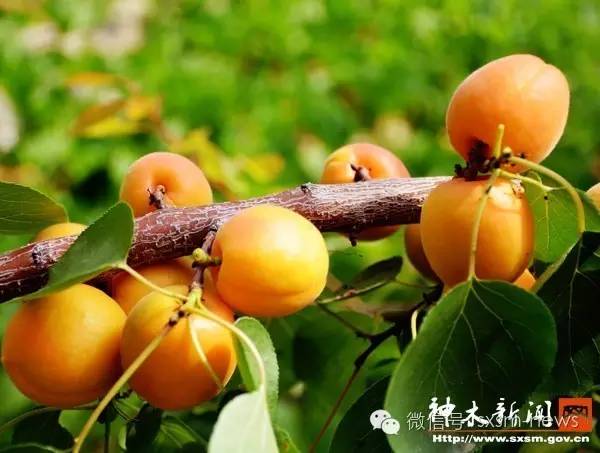 炎炎夏日，小伙伴们神木这几处清凉避暑胜地你去了吗？