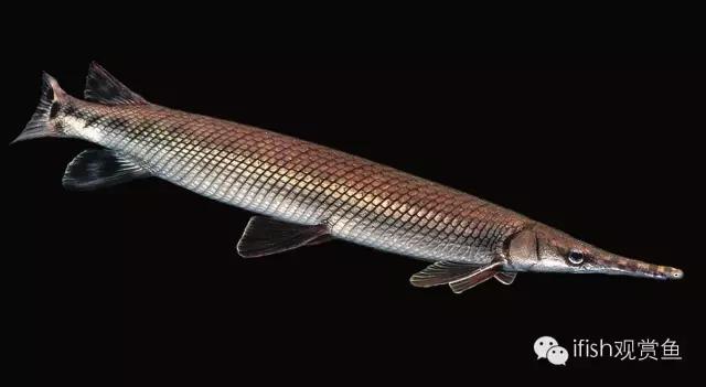 火箭鱼的生活习性,火箭鱼生活习性