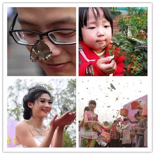 太原惊现史上最虐心的蝶萤文化节！爱我就带我去与蝶共舞、与萤作
