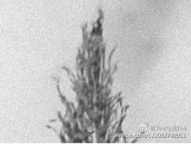 OLYMPUSPEN-F开发团队访谈