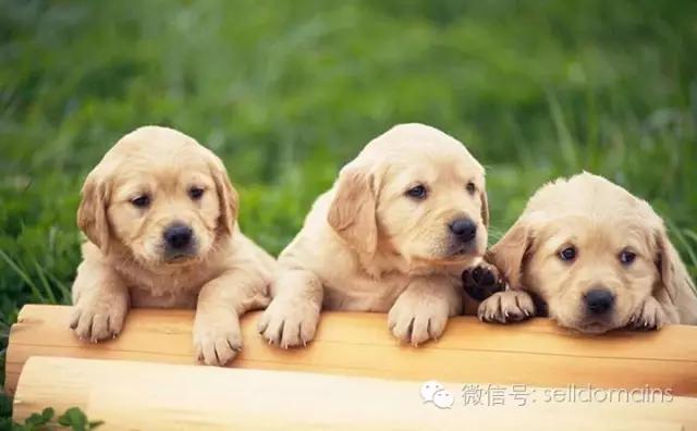 揭秘这个宠物网站获投千万元背后的故事？