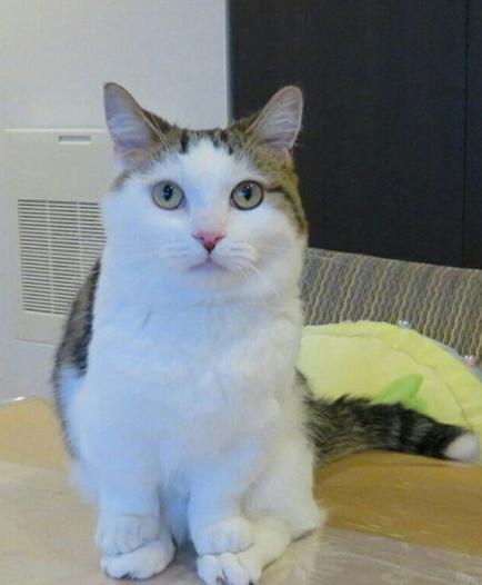 狗狗偷吃鸡爪被训罚站,狗狗偷吃鸡爪