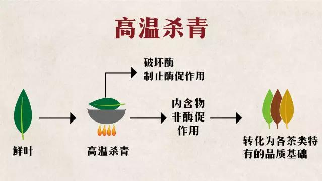 怎样判断杀青温度过高,杀青是高温好还是低温好
