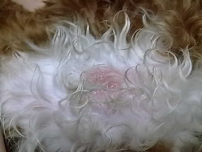 狗狗的10个征兆和表现,狗狗常见疾病及解决方法