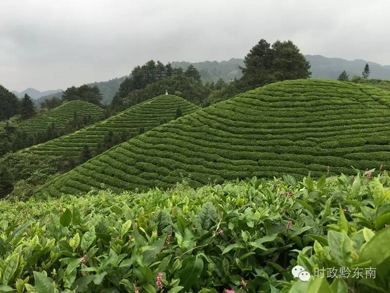 雷山县银球茶西江展示店,贵州省雷山县银球茶