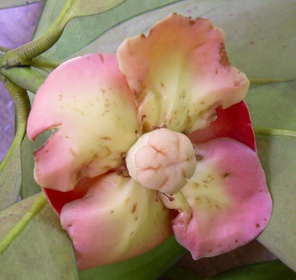 那些年吃过的山竹,山竹怎样选母的