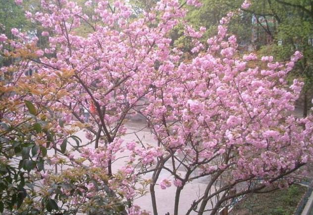 天津最迷人的樱花雨，愿你在花中起舞！