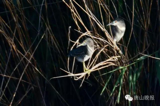 唐山最美风景图片大全,唐山画廊在哪里