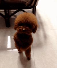 狗狗的10个征兆和表现,狗狗常见疾病及解决方法