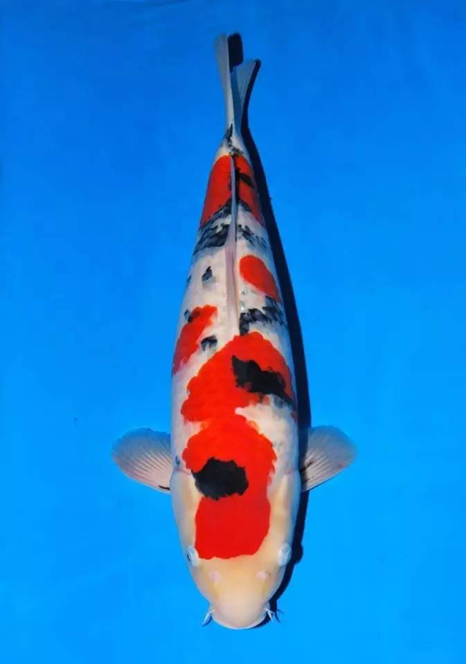 锦鲤养殖的方法与技巧,最简单的锦鲤饲养方法