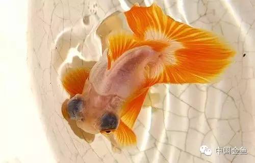 龙眼金鱼和蝶尾金鱼有什么区别,大尾金鱼品种图谱大全