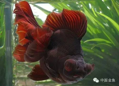 龙眼金鱼和蝶尾金鱼有什么区别,大尾金鱼品种图谱大全