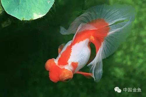 龙眼金鱼和蝶尾金鱼有什么区别,大尾金鱼品种图谱大全