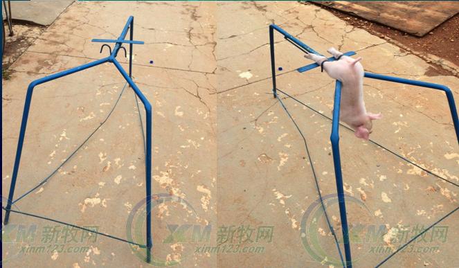 仔猪阉后应激,仔猪阉猪架怎么做