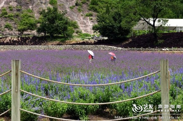 紫海香堤香草艺术庄园特色,紫海香堤香草艺术庄园怎么样