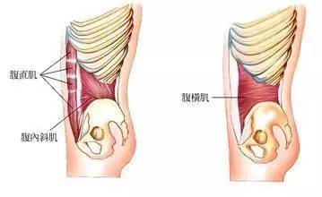 筋膜学全文,筋膜学原林靠谱吗