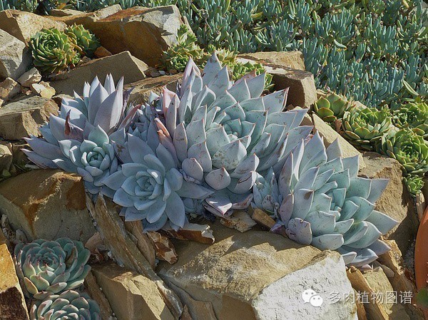 韩国精美多肉,欧美风多肉