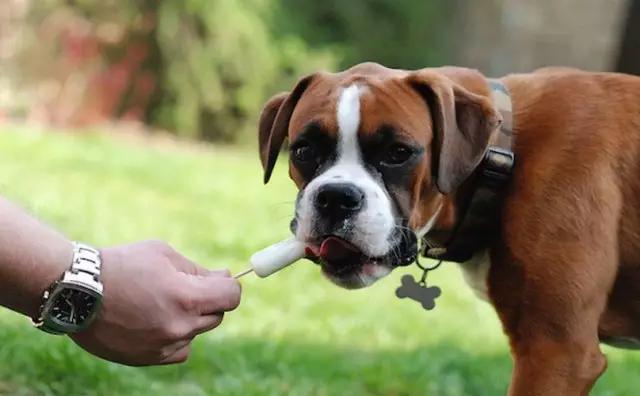 夏日来临宠物中暑,宠物防中暑全攻略