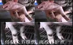 防止仔猪压死的措施,保育仔猪副猪如何预防及治疗