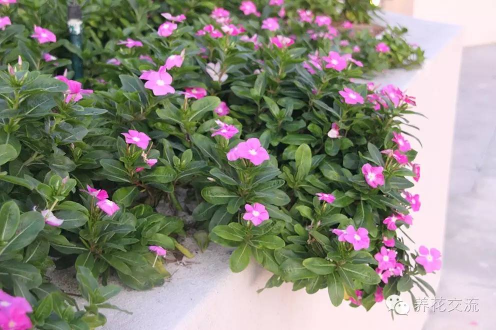 20种一二年生花卉,22种花朵