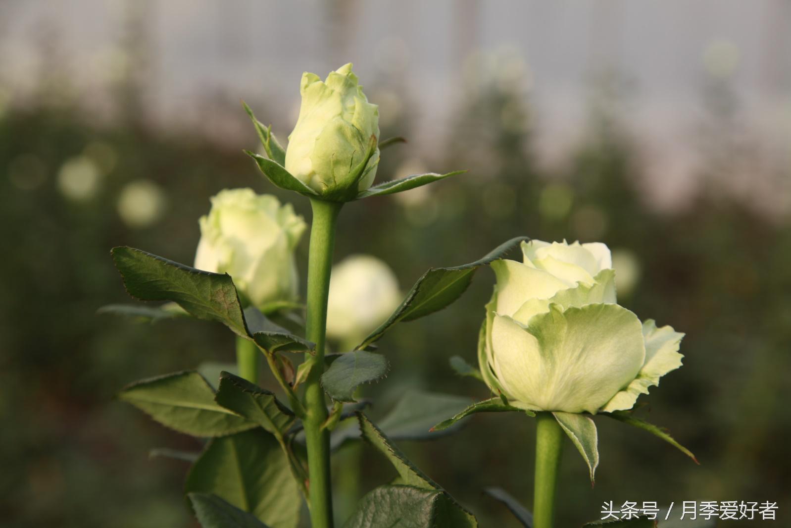 爬墙玫瑰月季与蔷薇区别,蔷薇和玫瑰都属于月季吗