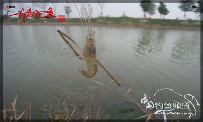 马踏湖国家湿地公园远足,马踏湖国家湿地公园游览路线