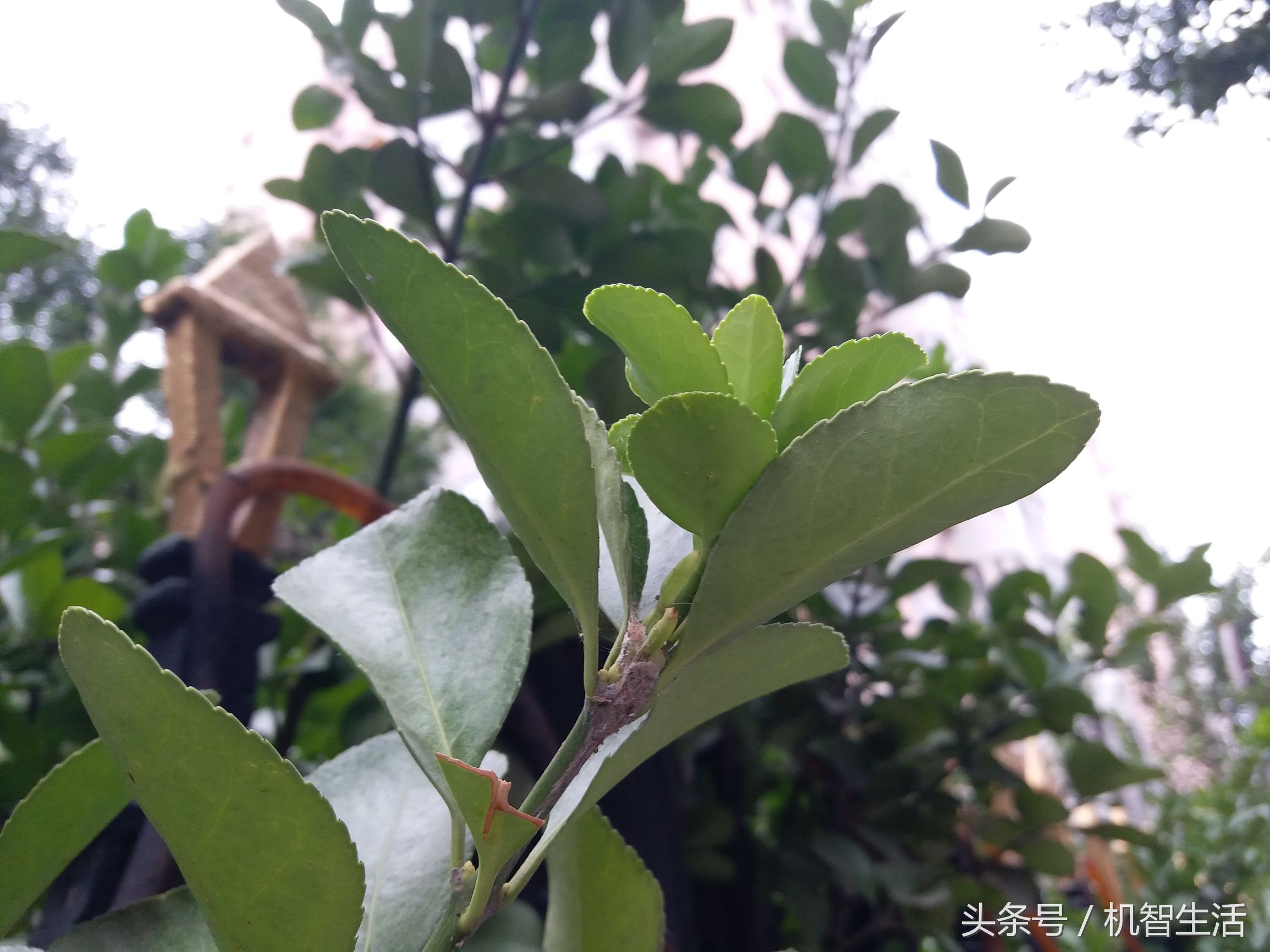 三星galaxyc7当年卖多少钱,三星c7最新评测视频