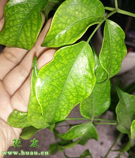 幸福树病虫害处理方法,幸福树常见的病虫害